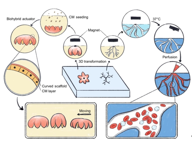 倫敦帝國理工學院材料系Molly M. Stevens教授團隊研發磁力驅動形成3D獨立式軟生物支架
