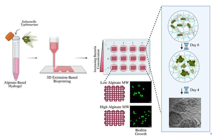 FAMU-FSU工程學院化學與生物醫學工程系教授團隊，采用擠出式生物打印技術，發表人工細菌生物膜的流變學表征與三維構建